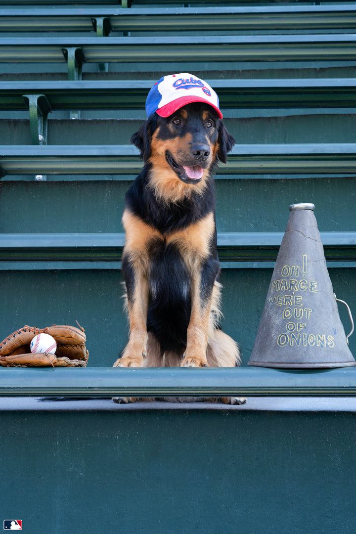 Loyal Fan, Wrigley Field™, Chicago Photography Gray Malin